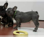Small Photo #4 French Bulldog Puppy For Sale in BELLEVIEW, FL, USA