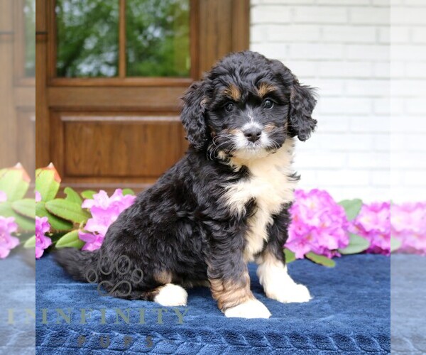 Medium Photo #1 Bernedoodle (Miniature) Puppy For Sale in NARVON, PA, USA