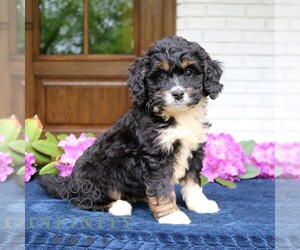 Bernedoodle (Miniature) Puppy for sale in NARVON, PA, USA