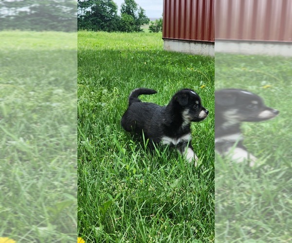 Medium Photo #2 Alaskan Klee Kai-Pomeranian Mix Puppy For Sale in GREENWOOD, WI, USA