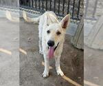 Small #1 German Shepherd Dog