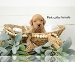 Small Photo #9 Goldendoodle Puppy For Sale in BOGALUSA, LA, USA