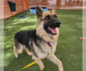 Medium German Shepherd Dog Mix