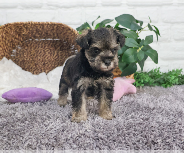 Medium Photo #10 Schnauzer (Miniature) Puppy For Sale in SYRACUSE, IN, USA