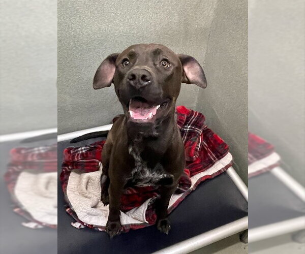 Medium Photo #1 Staffordshire Bull Terrier Puppy For Sale in Lee's Summit, MO, USA