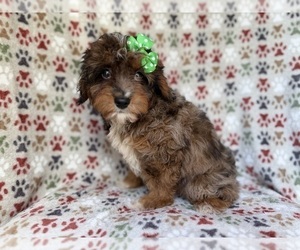 Aussiedoodle Miniature  Puppy for sale in LAKELAND, FL, USA