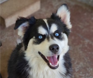 Pomsky Puppy for sale in SPRINGFIELD, MO, USA