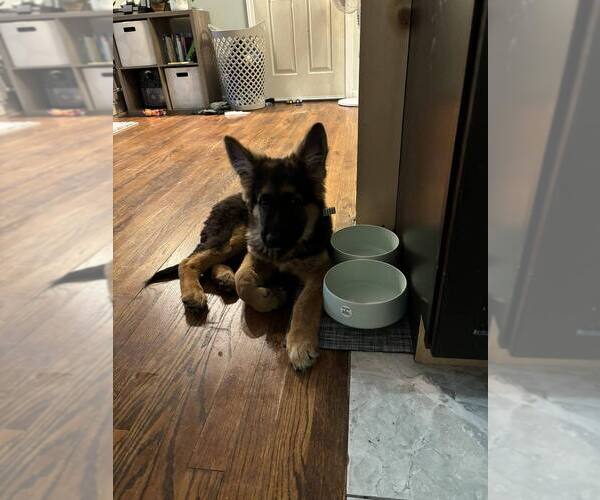 Medium Photo #8 German Shepherd Dog Puppy For Sale in LA FAYETTE, NY, USA