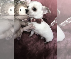 Chihuahua Puppy for sale in TRACY, CA, USA