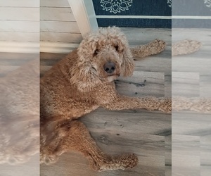 Father of the Poodle (Standard) puppies born on 04/29/2025