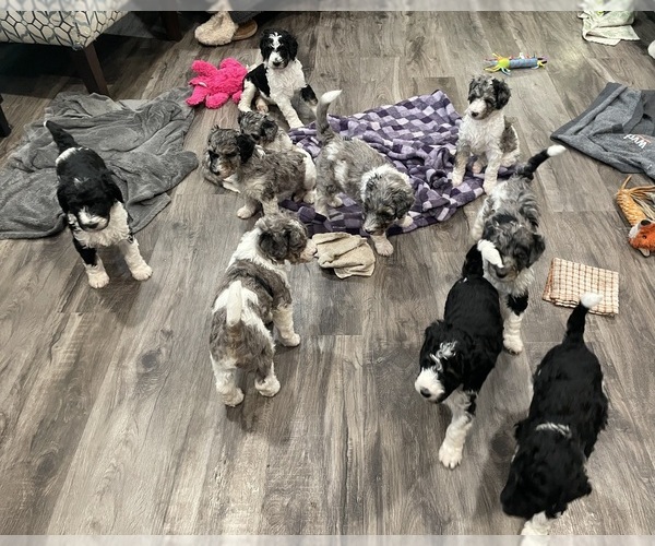 Medium Photo #6 Bernedoodle Puppy For Sale in ZEELAND, MI, USA