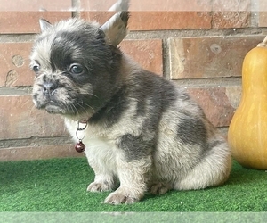 French Bulldog Puppy for sale in BOSTON, MA, USA