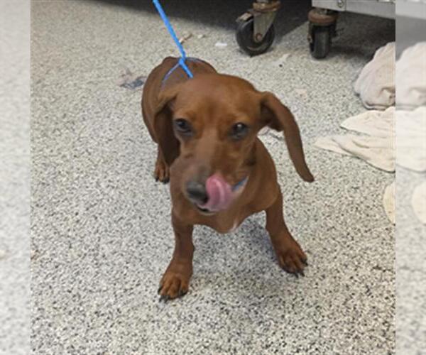 Medium Photo #1 Dachshund Puppy For Sale in Houston, TX, USA