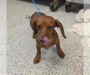 Dachshund Dogs for adoption in Houston, TX, USA