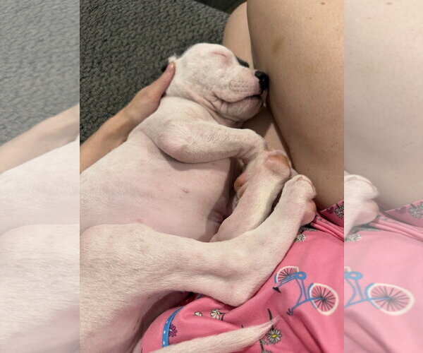 Medium Photo #7 American Staffordshire Terrier-Unknown Mix Puppy For Sale in Holly Springs, NC, USA
