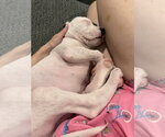 Small Photo #7 American Staffordshire Terrier-Unknown Mix Puppy For Sale in Holly Springs, NC, USA