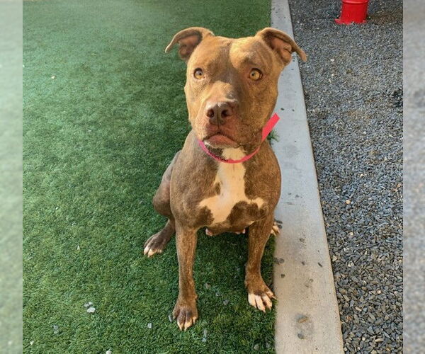 Medium Photo #2 American Pit Bull Terrier-Unknown Mix Puppy For Sale in Moreno Valley, CA, USA