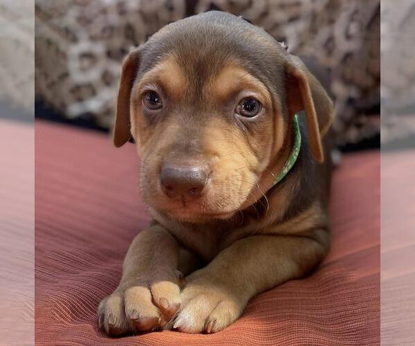 Medium Photo #3 Mutt Puppy For Sale in San Diego, CA, USA