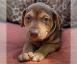 Small #2 Mutt