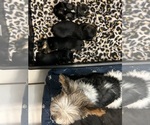 Small Photo #26 Yorkshire Terrier Puppy For Sale in BRIDGETON, NJ, USA