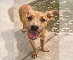 Small #1 Mutt