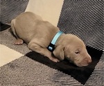 Small Photo #20 Weimaraner Puppy For Sale in NEWCASTLE, OK, USA