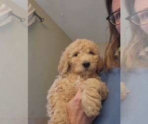 Goldendoodle (Miniature) Puppy for sale in GREELEY, CO, USA
