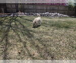 Small #4 Mutt