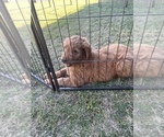 Small Photo #15 Goldendoodle Puppy For Sale in WOODLAND, CA, USA
