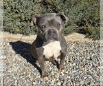 Small #2 American Staffordshire Terrier-Bulldog Mix