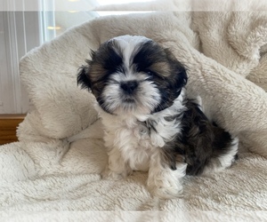 Shih Tzu Puppy for sale in FENNVILLE, MI, USA
