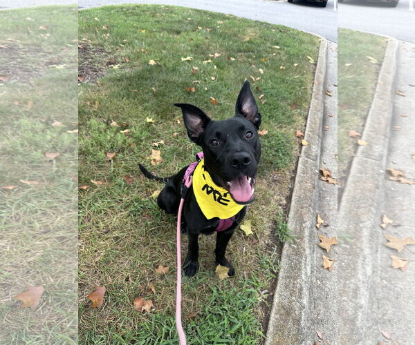 Medium Photo #6 German Shepherd Dog-Staffordshire Bull Terrier Mix Puppy For Sale in Holly Springs, NC, USA