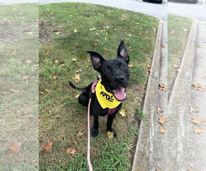 Saturn (Planet litter) - Female German Shepherd Dog-Staffordshire Bull Terrier Mix Dog for Adoption - Photo #6