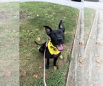 Small #5 German Shepherd Dog-Staffordshire Bull Terrier Mix