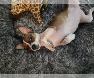 Heddy FH - Female Jack Russell Terrier-Parson Russell Terrier Mix Dog for Adoption - Photo #7