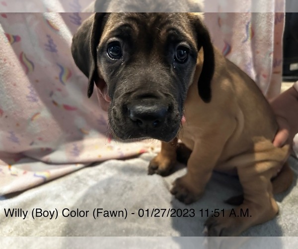 Medium Photo #2 Cane Corso Puppy For Sale in BRANDYWINE, MD, USA