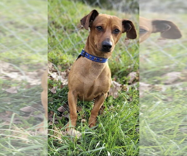 Medium Photo #2 Dachshund-Unknown Mix Puppy For Sale in Boston, MA, USA