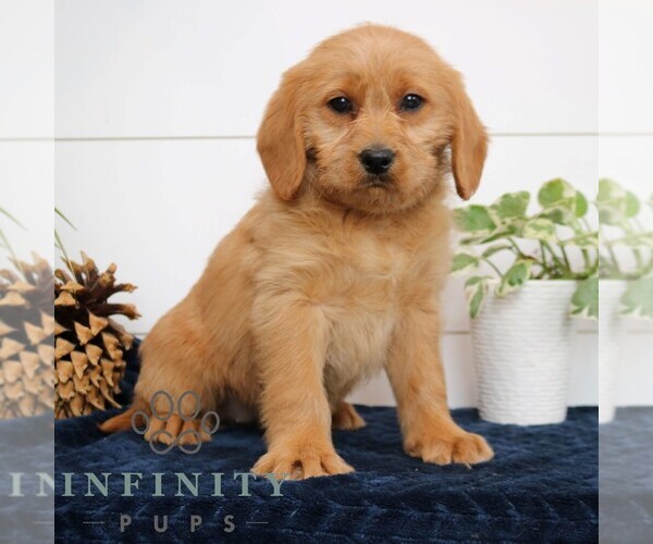 Medium Photo #2 Goldador Doodle Puppy For Sale in NARVON, PA, USA
