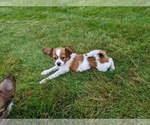 Image preview for Ad Listing. Nickname: Daisy