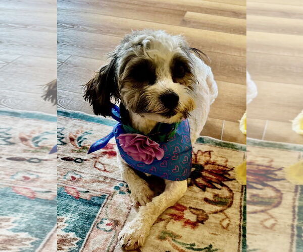 Medium Photo #5 Havanese Puppy For Sale in Fort Wayne, IN, USA