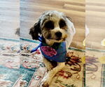 Small Photo #5 Havanese Puppy For Sale in Fort Wayne, IN, USA