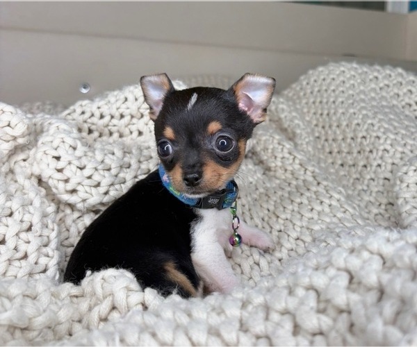 Medium Photo #9 Chihuahua Puppy For Sale in CHARLOTTE, NC, USA