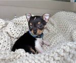Small #8 Chihuahua