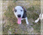 Small #1 American Pit Bull Terrier Mix