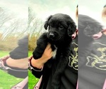 Puppy 5 Australian Shepherd-Miniature Australian Shepherd Mix