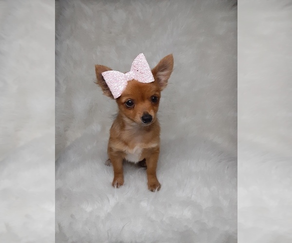 View Ad: Chihuahua Puppy for Sale near Indiana ...