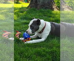 Small #7 American Pit Bull Terrier Mix