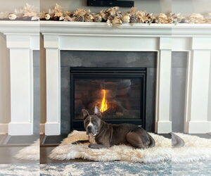 Mutt Dogs for adoption in Alexandria, VA, USA