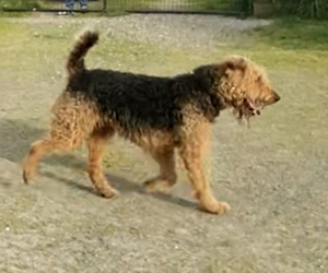 Father of the Airedale Terrier puppies born on 07/24/2022