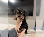 Small #5 Yorkshire Terrier